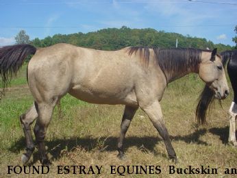 FOUND ESTRAY EQUINES Buckskin and Palomino Near Whittier, NC, 28789